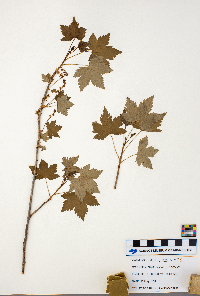 Ribes glandulosum image