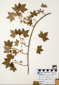 Ribes glandulosum image