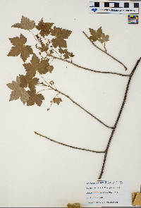 Ribes glandulosum image