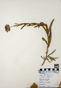 Anchusa arvensis image