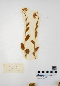 Cardamine bulbosa image