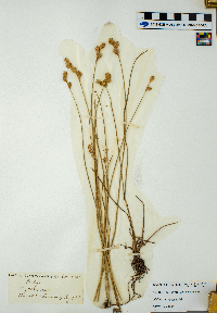 Carex straminea image