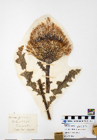 Cirsium pumilum image