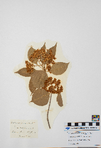 Cornus racemosa image