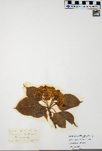 Cornus sericea image