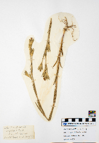 Dianthus armeria image
