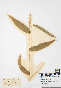 Dichanthelium latifolium image