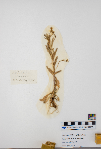 Arabis pycnocarpa image