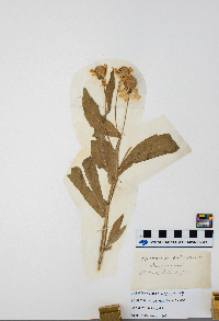 Helenium autumnale image