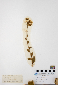 Hieracium gronovii image