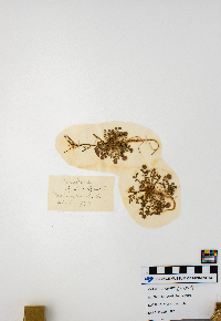 Arabidopsis lyrata image