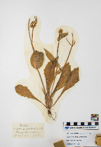 thumbnail image of current specimen