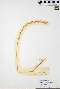 Lolium perenne image