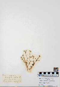 Minuartia groenlandica image