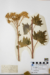 Media resource of Arnoglossum atriplicifolium