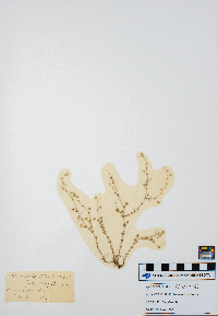 Minuartia michauxii image