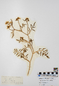 Nasturtium officinale image