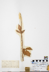 Media resource of Prenanthes serpentaria