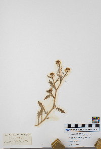 Rorippa sinuata image