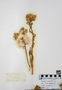 Tephroseris palustris image