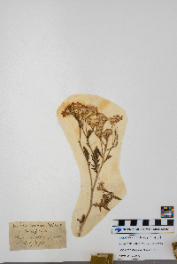 Senecio eremophilus image