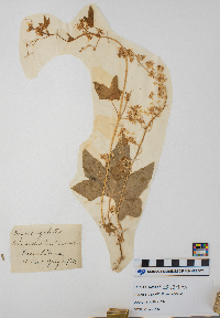 Sicyos angulatus image