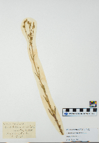 Silene armeria image