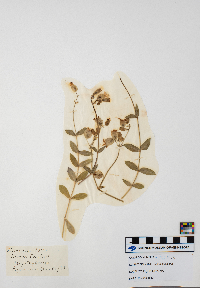 Silene vulgaris image