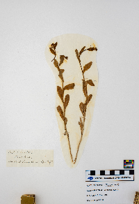 Boechera dentata image