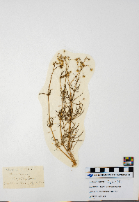 Spergula arvensis image