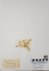 Spergularia rubra image