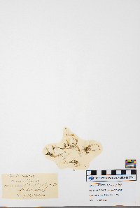 Spergularia rubra image