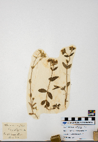 Stellaria crassifolia image