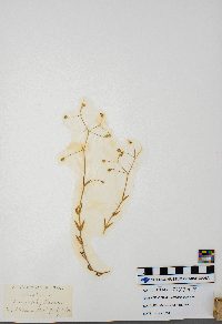 Stellaria graminea image