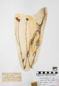 Thelesperma megapotamicum image