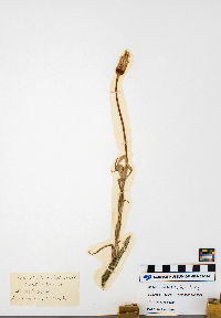 Tragopogon pratensis image