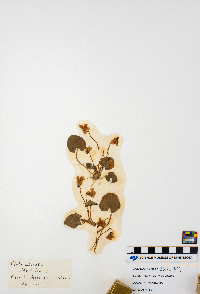 Thumbnail image of current specimen