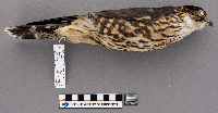 Falco columbarius image