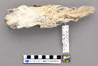 Glaucomys volans image