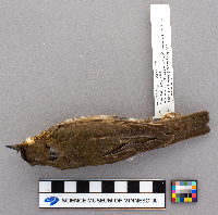 Catharus ustulatus image