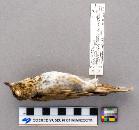 Catharus ustulatus image