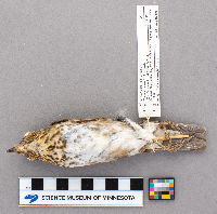 Catharus ustulatus image