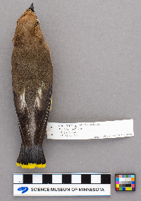 Bombycilla cedrorum image