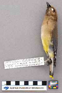 Bombycilla cedrorum image