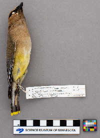 Bombycilla cedrorum image