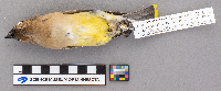 Bombycilla cedrorum image