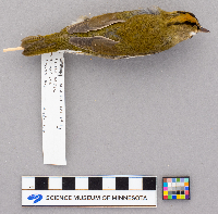 Seiurus aurocapillus image