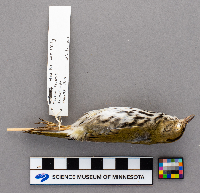 Seiurus aurocapillus image