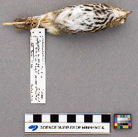 Seiurus aurocapillus image