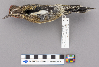 Sphyrapicus varius image